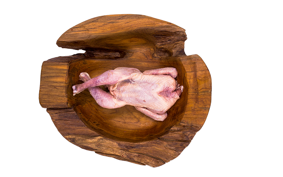 Stubenküken 1 Stück