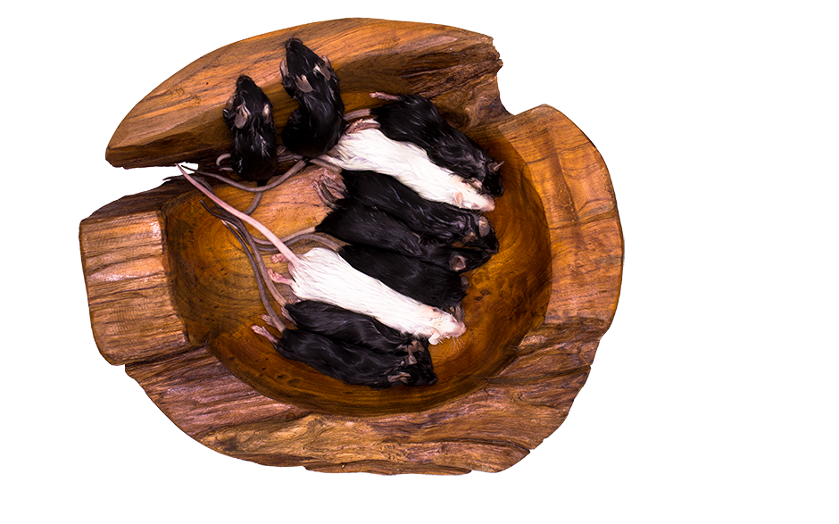 Maus Adult gefrostet 25 Stück