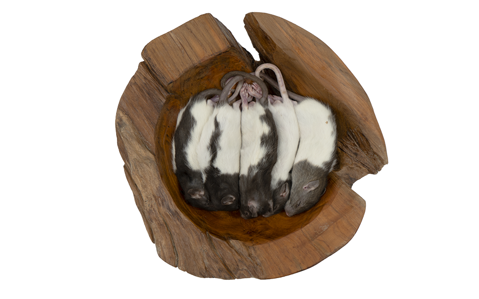 Kleine Ratten 5 Stück