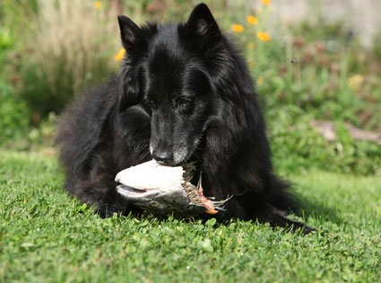 BARFen macht auch Ihrem Liebling riesigen Spaß! Frischfleisch für Hunde