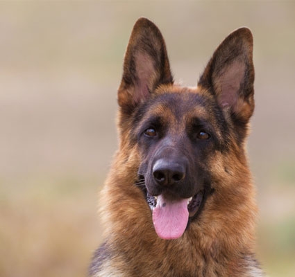 BARF hält Ihren Hund fit und gesund Hund rohes Fleisch