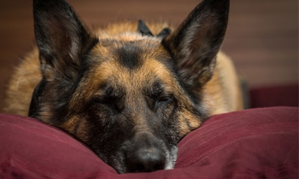 Frischfleisch für Hunde ist biologisch und artgerecht Frischfleisch Hundefutter