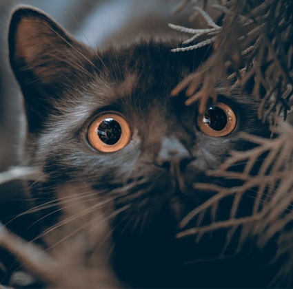 Auch Katzen lieben BARF Futter BARF Futter für Katzen