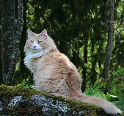 Biologisch und artgerecht: BARF für Katzen Rohfleisch für Katzen