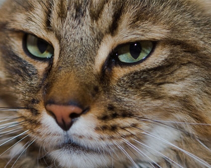 Bringt kleine Stubentiger zum Schnurren: BARF für Katzen BARF Futter Katze