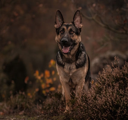 BARF - Ideal für die Gesundheit Ihrer Fellnase Frischfutter Hund