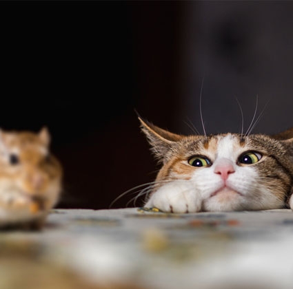 Futtermäuse schmecken garantiert auch Ihrem Liebling! Gefrorene Mäuse kaufen