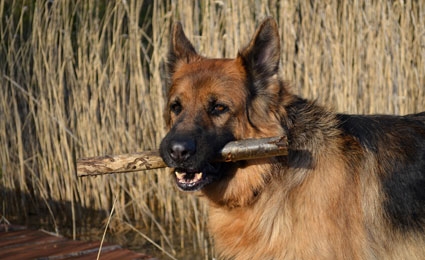Beim Tierhotel finden Sie verschiedene Mineralien für Hunde - Perfekt auf den jeweiligen Lebensabschnitt Ihres Vierbeiners abgestimmt Hunde Vitamine