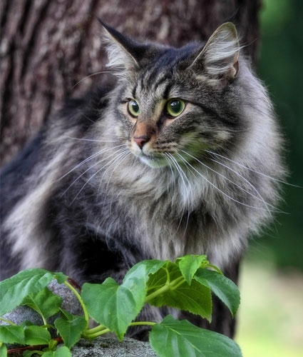 BARF ist nicht nur für Hunde, sondern auch für Katzen geeignet BARFen bei Katzen
